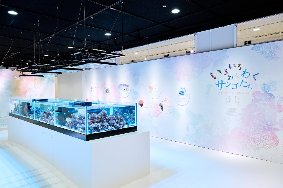 海游馆特别展“生命盘旋珊瑚展”